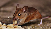 Find Exterminators in Poquoson City County